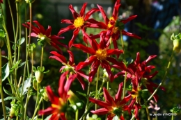 dahlias,massifs refaits,Lalinde,jardin 153.JPG