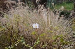 poule d'eau,travaux et dernières fleurs,tonte,sapin bois 033.JPG