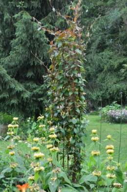 jardin,chez Bernadette,puces,cygnes,pluie 108.JPG