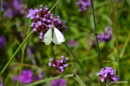 cornouiller,Limeuil,Campagne, 139.JPG