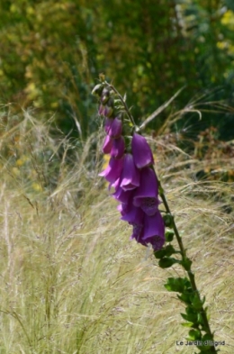 mai au jardin,les filles 145.JPG