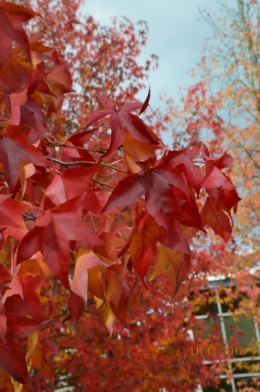 petit érable,le canal et lejardin àl'automne 125.JPG