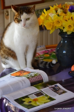 vue sur la terrasse,crocus,oiseaux, 032.JPG