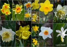 2016-02-29 paillage,primevères,jonquilles,jardin.jpg