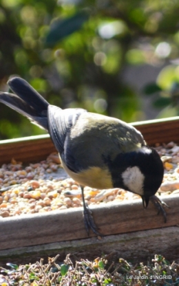 les oiseaux,les poules d'eau 023.JPG