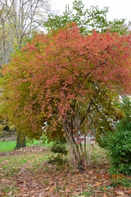 petit érable,le canal et lejardin àl'automne 130.JPG