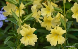 Fouleix,marguerites,hostas 002.JPG