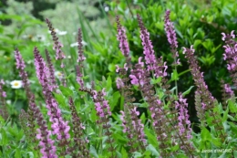 jardin,chez Bernadette,puces,cygnes,pluie 101.JPG