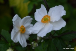 jardin,les filles,fleurs Peyrichou 161.JPG