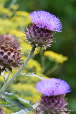 tournesols,pt jardin,nénuphard,libellules,lavande bouquet,carava 085.JPG