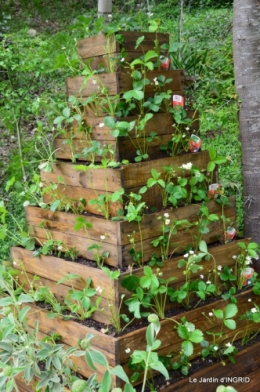 pyramide de fraisiers,toit végétalisé 019.JPG