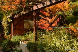 marché Issigeac,decos citrouilles,jardin automne,compo dahlias 054.JPG