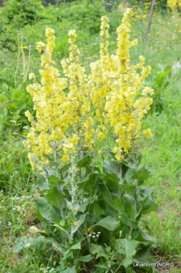 sentier des cygnes,hémérocalles,bouquet,jardin 120.JPG