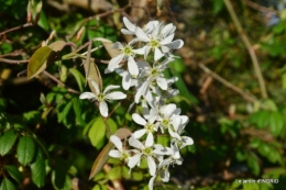 le printemps ,paquerettes,tonte,Anni. Jérome 060.JPG