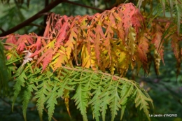 jardin ,chez Fabien,automne 089.JPG