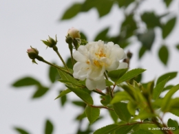 jardin pluie,chateau Losse 140.jpg