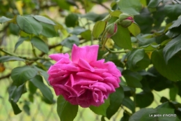 tour de France,jardinde Mme Peyrichou 025.JPG