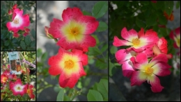 2013-05-01 chateau  Banes,marché fleurs Lalinde.jpg