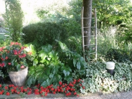 été,dahlia,lantana,bouillon blanc,platycodon