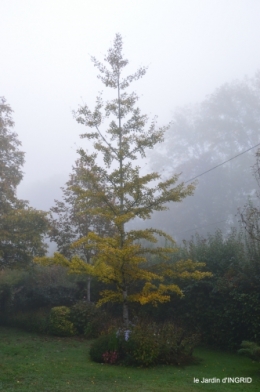 brouillard le matin d'automne 022.JPG