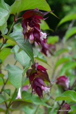 maison,jardin Bernadette,et jardin Claudine 066.JPG