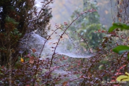 brouillard le matin d'automne 037.JPG