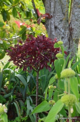 inondation,jardin,oeufs cygnes,chez Nathalie 071.JPG