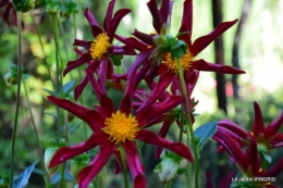 dahlias,massifs refaits,Lalinde,jardin 096.JPG