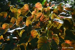 lantanas,pêcheurs,roque st Christophe,cabanes de Breuil,cygnes,p 033.JPG