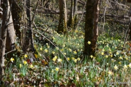 bouquet,pt jonquilles,bord Dordogne 073.JPG