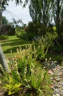 inondation,jardin,oeufs cygnes,chez Nathalie 059.JPG