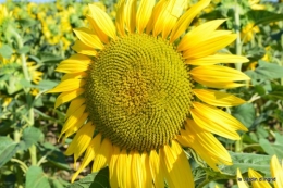 tournesols,podium,Lucas,jardin,Calès 069.JPG