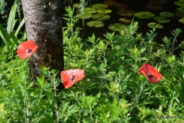 portes ouvertes,taille marguerittes,jardin 045.JPG