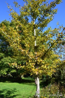 jardin octobre,chez Marylaur,Arnaud ,Ariane,la mer,sauges 203.JPG