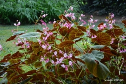 jardin en septembre,les cygnes 130.JPG