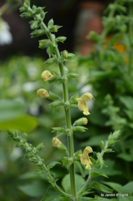 après la pluie,Tuillères,Mne Peirichou fleurs 043.JPG