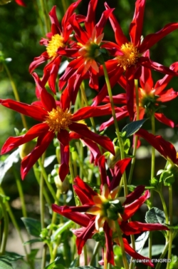 dahlias,massifs refaits,Lalinde,jardin 154.JPG