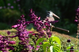 lantanas,jardin aout, 045.jpg