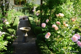 Roses du jardin,soirée Monpazier,puces Eymet 028.JPG