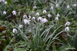 bulbes,perce neige,narcisse,pluie,hélébore,chapelle 105.jpg