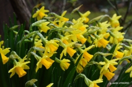 pluie,violettes,hélébores,jonquilles,jardin 099.JPG