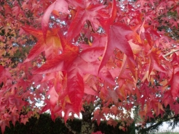 magasin,expo Bordeaux,jardin automne 057.JPG