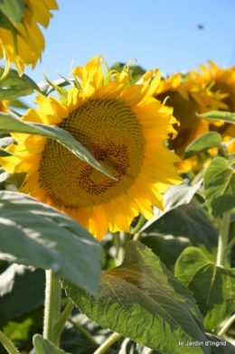 tournesols,podium,Lucas,jardin,Calès 005.JPG