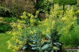 canards,pivoine,malus,abeilles,jardin 087.JPG