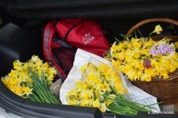 jonquilles dans les bois 048.JPG