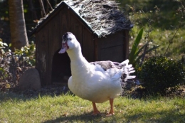 le canard blanc,crocus,petasite,magnolia 054.JPG