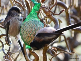 jardin givré,oiseaux 059.JPG