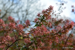 les tons roses,choux frisés,automne 097.JPG