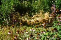 orage,puces,bouquet,Anniv.Ines,Brantome,Jardins d'eau 062.JPG