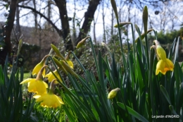 jonquilles